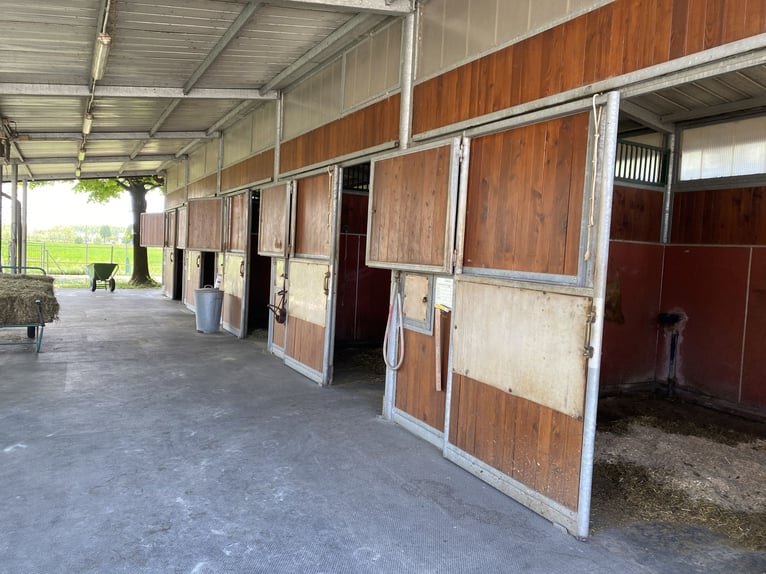 Lunging position available in a high-quality sports stable