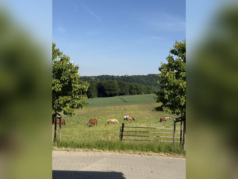 Nette kleine Stallgemeinschaft hat Boxen frei! Nette kleine Stallgemeinschaft hat Boxen frei!