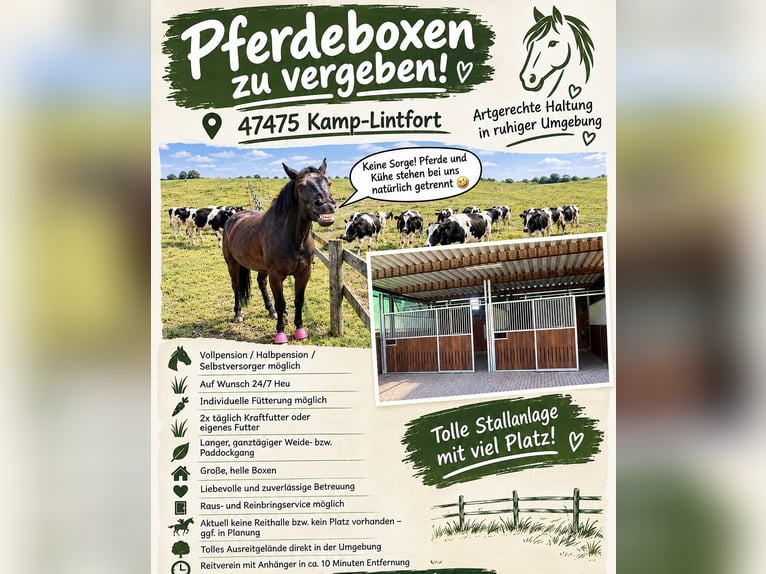 New stables with spacious pasture and paddock access, plus 24/7 hay! Suitable for retired horses, po