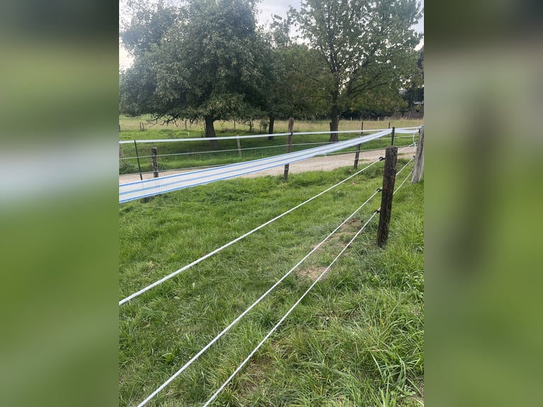 New stables with spacious pasture and paddock access, plus 24/7 hay! Suitable for retired horses, po