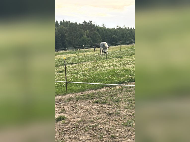 Paddock box on a peaceful riding facility
