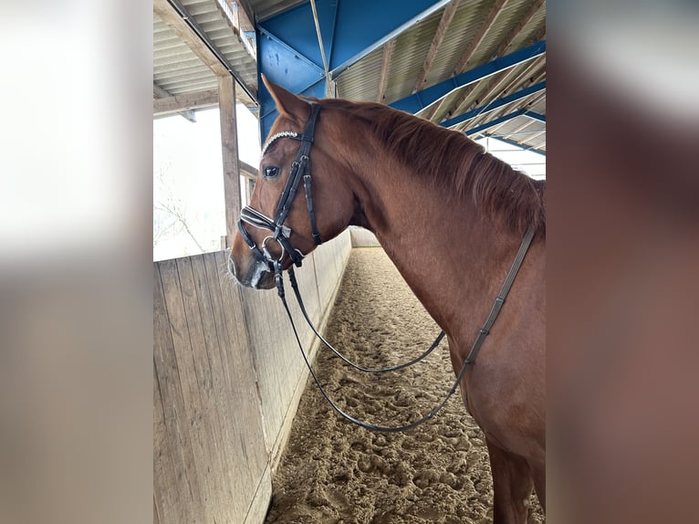 Paddock box on a peaceful riding facility