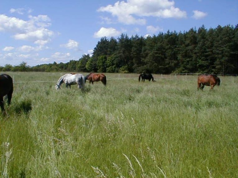 Riding Facility Berlin North-East | Stalls Available