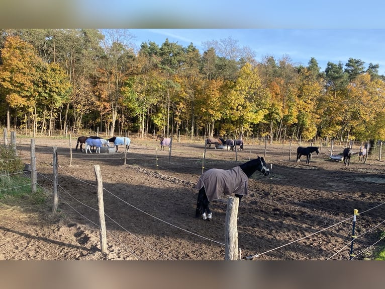 Riding Facility Berlin North-East | Stalls Available