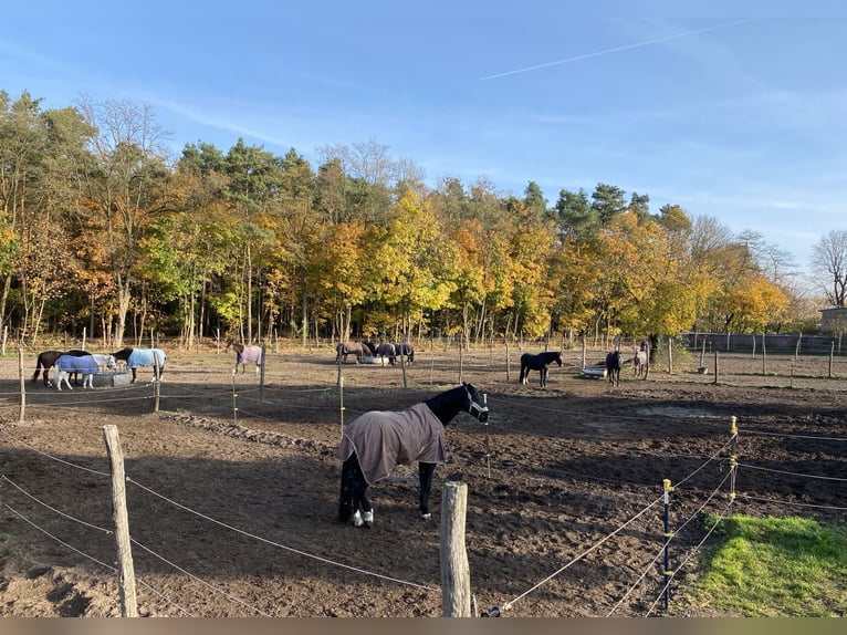 Riding Facility Elisenau | Northeast Berlin | Horse Boarding | Training