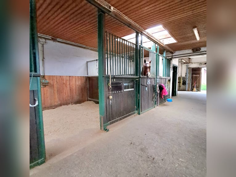 Riding Stable Hohenhorn – Stalls Available, Stable Block Free