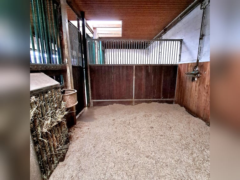 Riding Stable Hohenhorn – Stalls Available, Stable Block Free