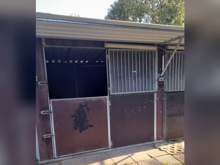 Schöne luftige Pferdebox frei Schöne luftige Pferdebox frei