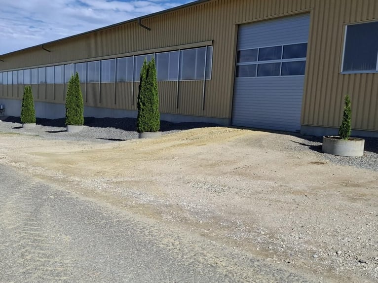 Shettys gesucht - Chaos auf kurzen Beinen willkommen! 