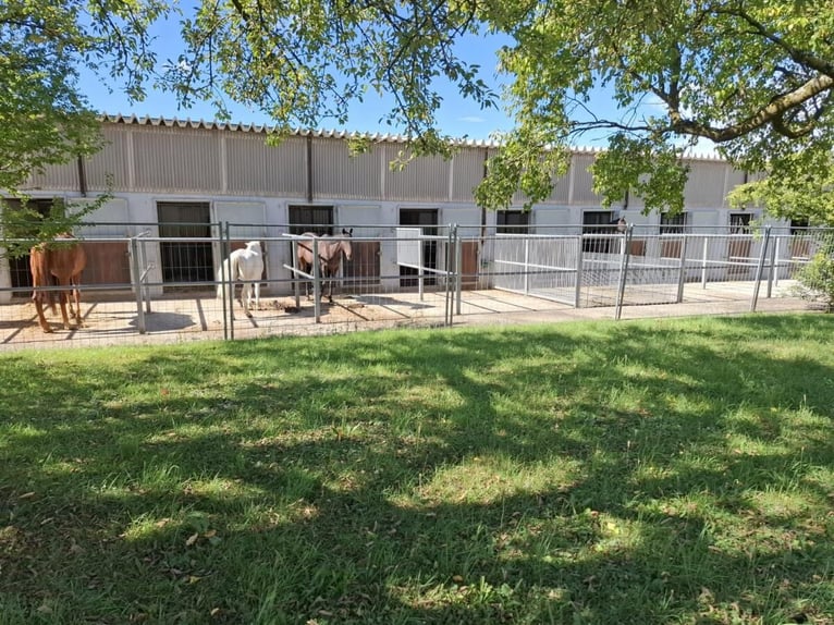 Shettys gesucht - Chaos auf kurzen Beinen willkommen! 