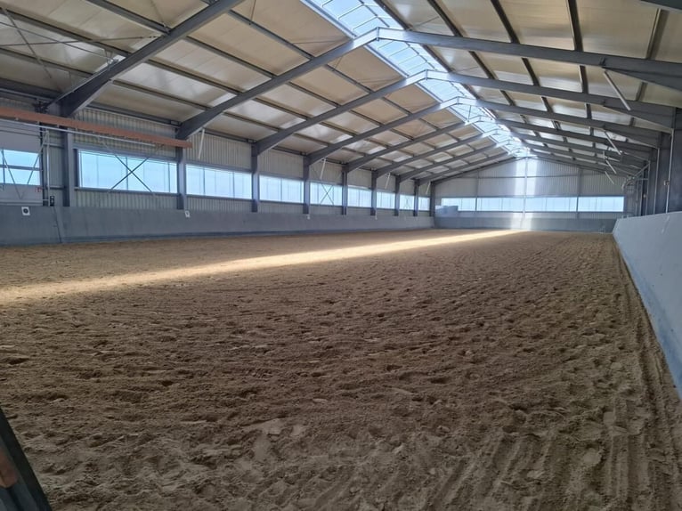 Shettys gesucht - Chaos auf kurzen Beinen willkommen! 