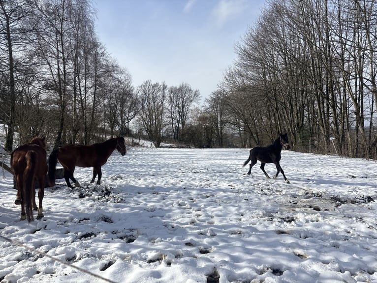 Spacious horse stalls available for rent immediately