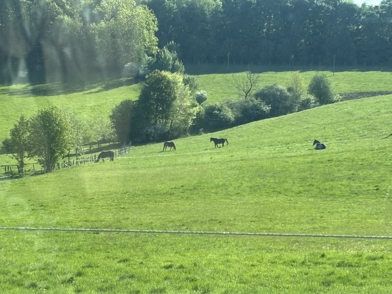 Spacious horse stalls available for rent immediately