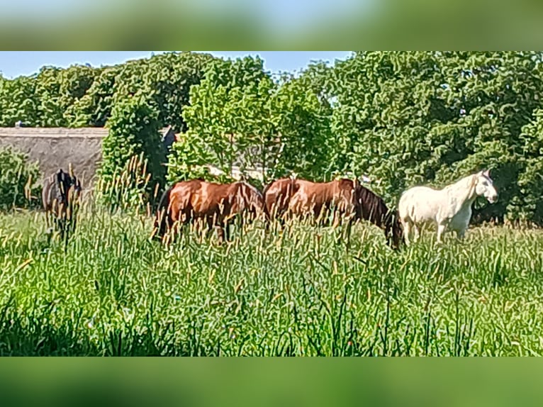 Stable available for a retired pony on a private farm near the North Sea