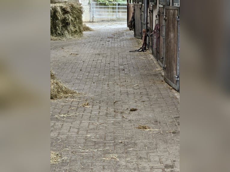 Stable box for rent