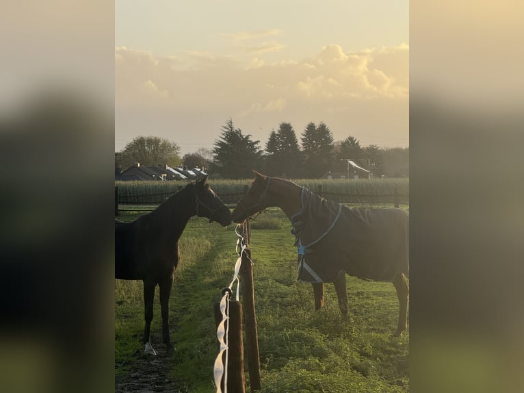 Stable for self-sufficient horse owners