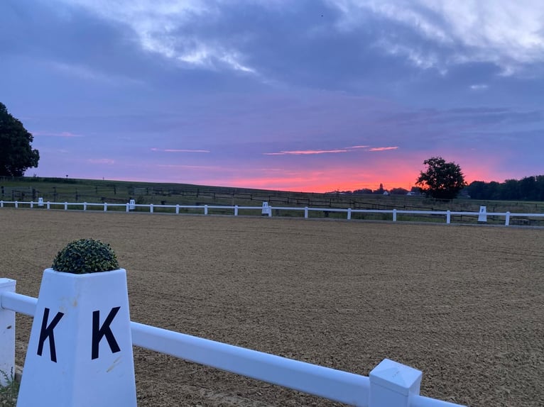 STABLE SPACES AVAILABLE – QUIET, GREEN STALL WITH PADDOCKS 🌿 Everything new in May 🍃