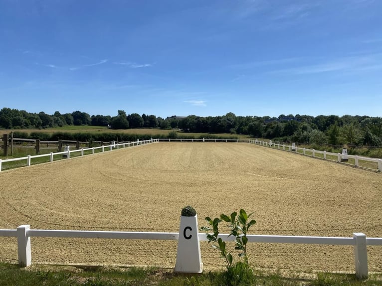 STABLE SPACES AVAILABLE – QUIET, GREEN STALL WITH PADDOCKS 🌿 Everything new in May 🍃