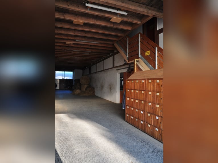 Stable with all-day turnout in a small group