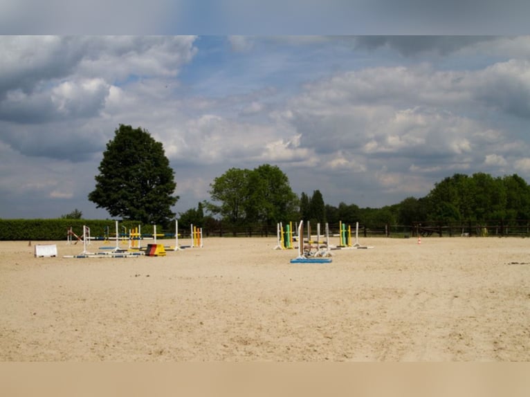 Stall corridor suitable for 4, 5, 10, or 14 horses for self-catering riders