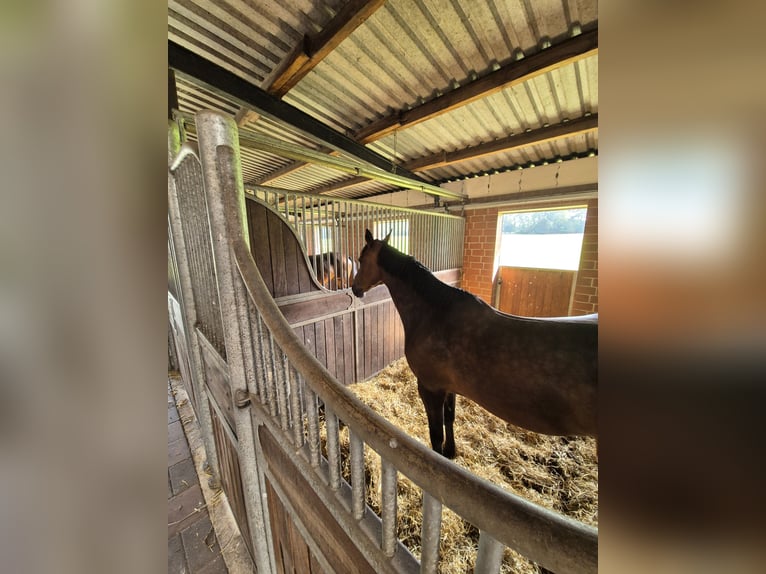 Stalls available (>16 sqm) with full board or self-catering options