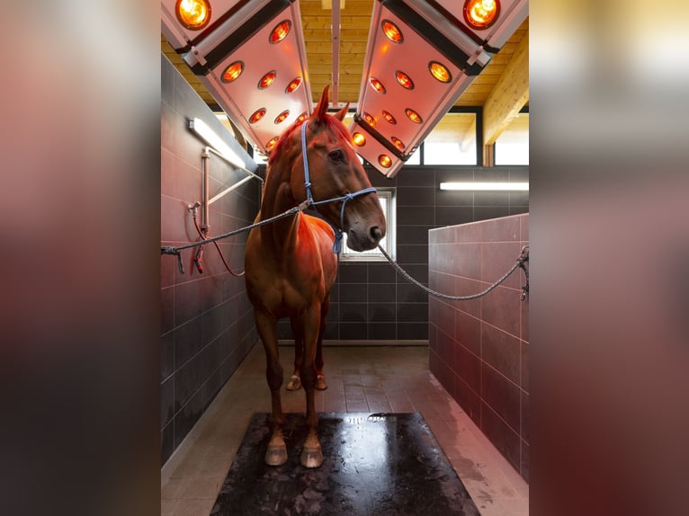 Stalls available at a top facility in Mecklenburg – brand new construction!