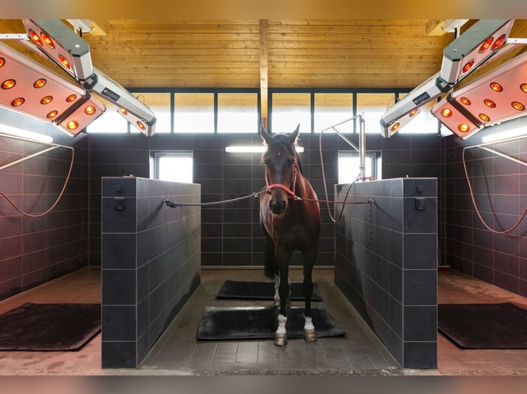 Stalls available at a top facility in Mecklenburg – brand new construction!