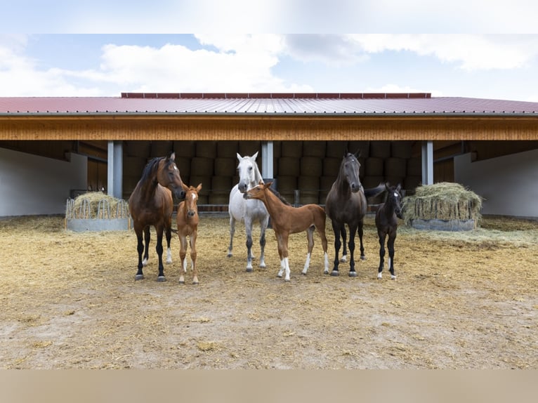 Stalls available at a top facility in Mecklenburg – brand new construction!