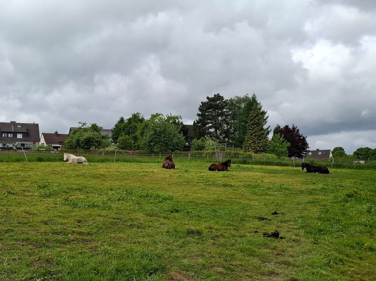 Stalls available in a small, family-run stable!