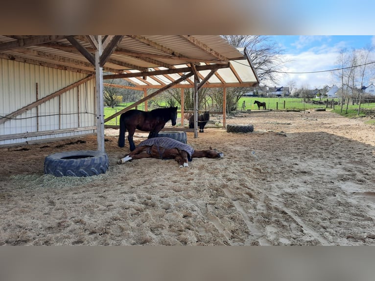 Stalls available in a small, family-run stable!