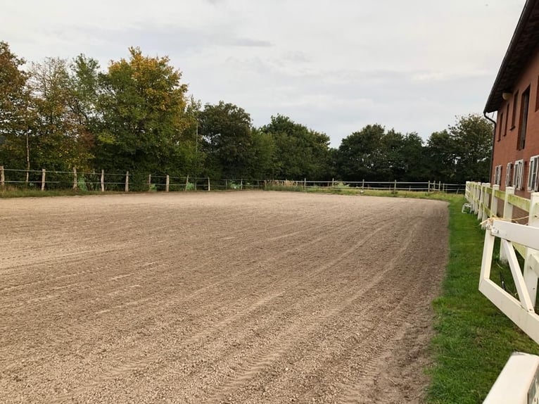 🔥 THE PLACE WHERE YOUR HORSE CAN FIND PEACE – NOT JUST A SHELTER. 🔥