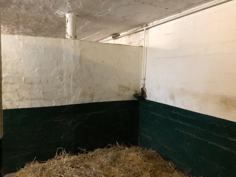 🔥 THE PLACE WHERE YOUR HORSE CAN FIND PEACE – NOT JUST A SHELTER. 🔥