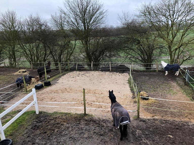 🔥 THE PLACE WHERE YOUR HORSE CAN FIND PEACE – NOT JUST A SHELTER. 🔥