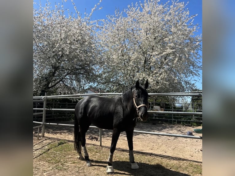 Two available stalls in a caring private stable