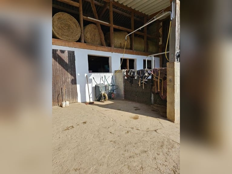 Wir haben 3 freie Boxen in seperaten Stall mit viel Auslauf 