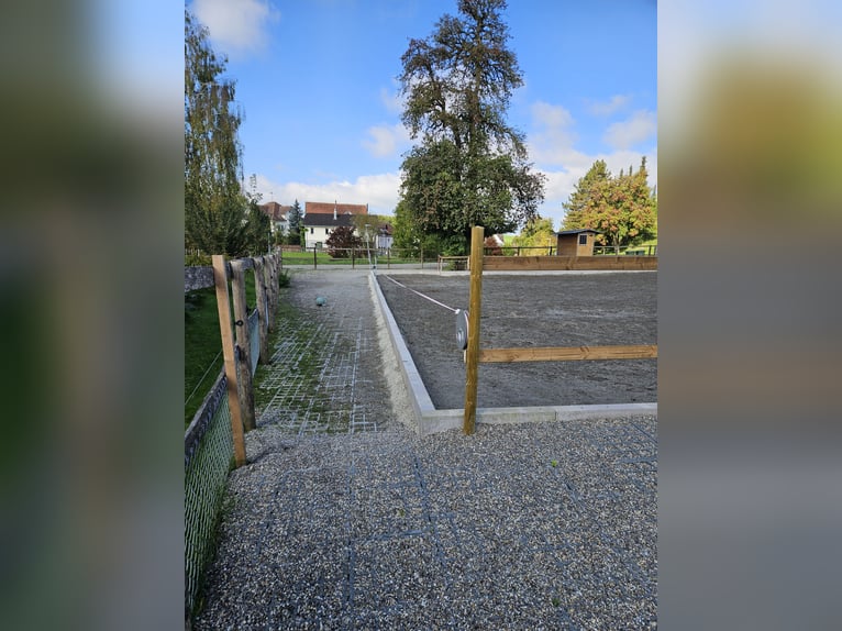 XXL Boxe in 9517 Mettlen