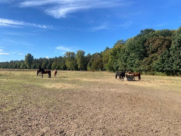 Dream job available in a private retired horse stable!