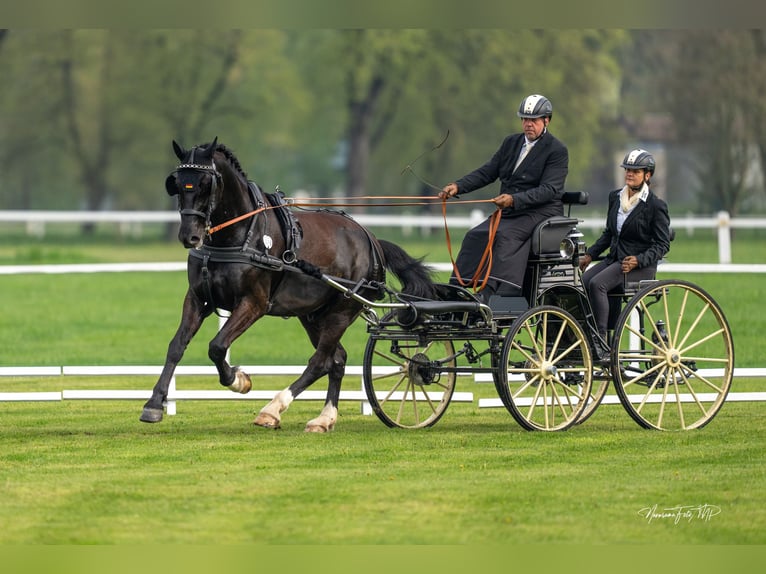 Dream job available in a private retired horse stable!