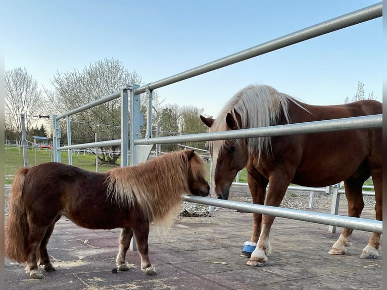 Equine Specialist (Horse Care Professional) 50-100% for Center for Equine Health and Veterinary Medi