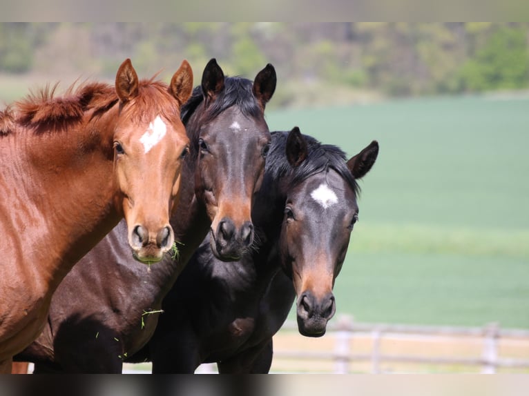 Equine Specialist, Training Position for Breeding Specialist, Horse Caretaker, Internship Opportunit