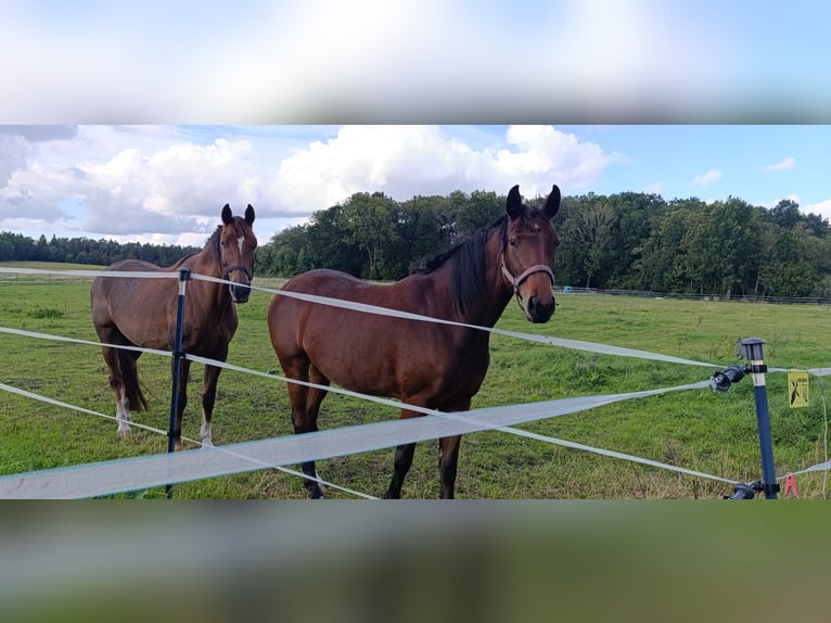 Horse professional or horse enthusiast with experience