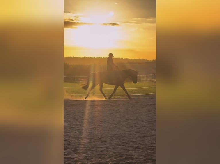 Horse professional or horse enthusiast with experience