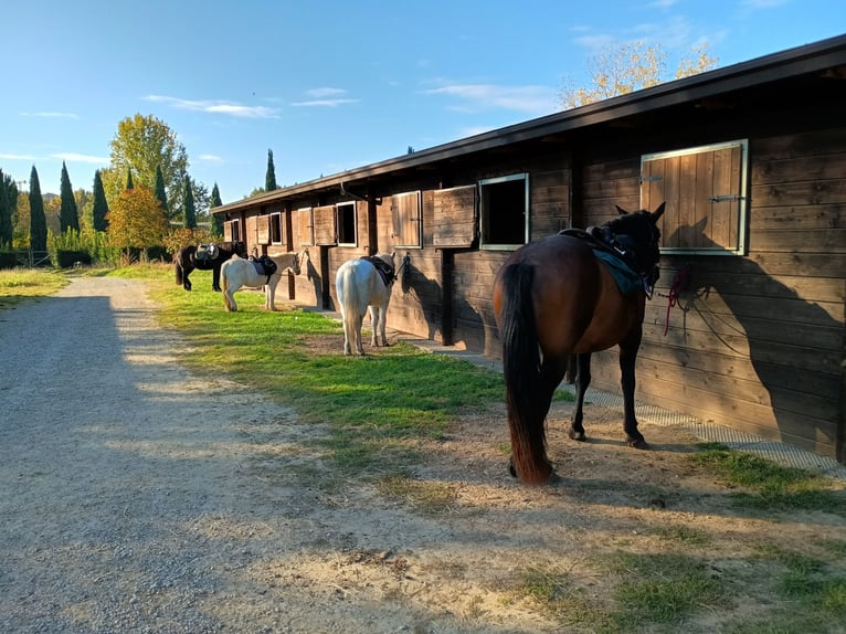 International experience in Tuscany