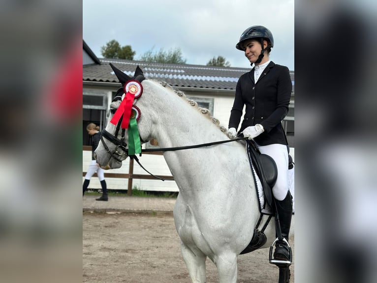 Internship and holiday with horses, possibly training towards equine management qualification