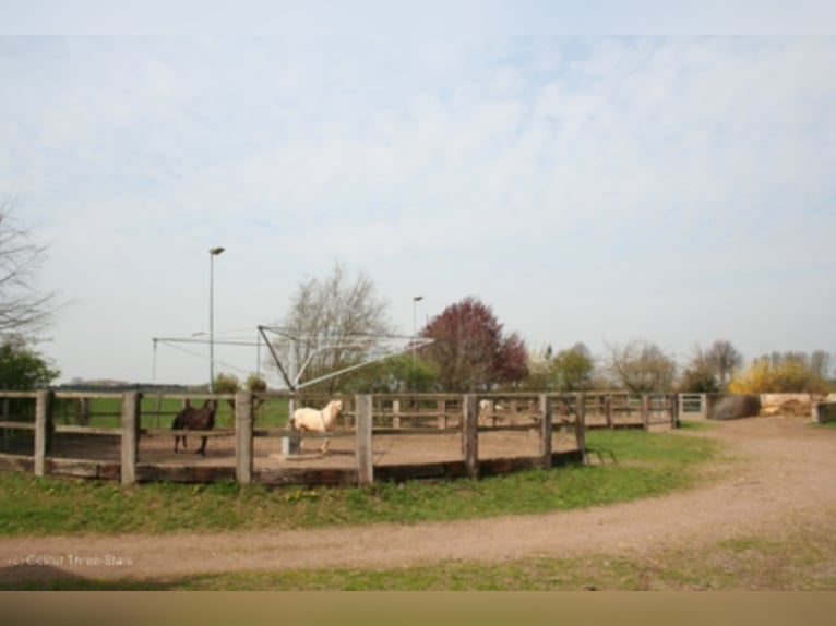 Job Opening – Equine Specialist (preferably specializing in Breeding) Wanted!!!