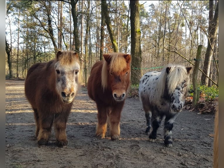 Looking for a dedicated horse person (m/f/d)