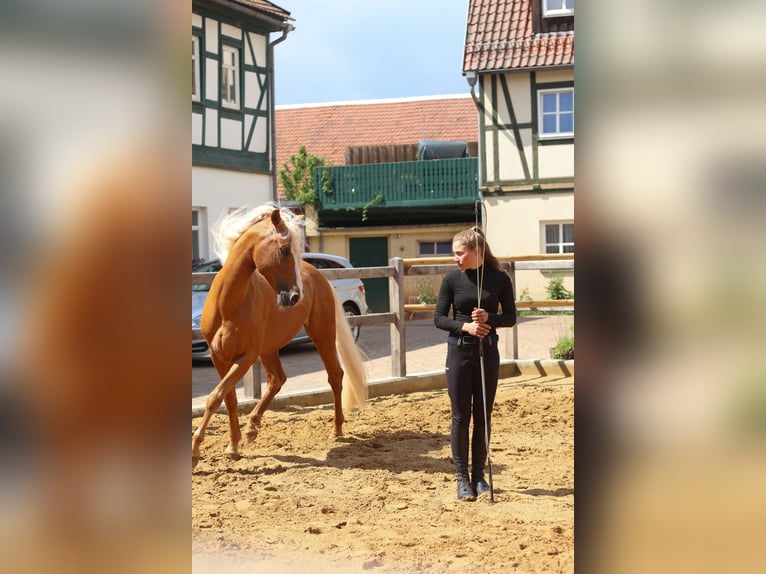 Looking for a horse expert (equine professional)