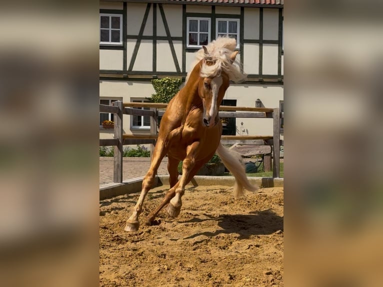 Looking for a horse management professional