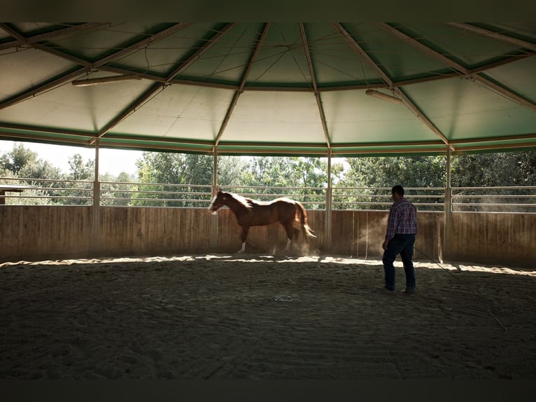 Looking for a Stable Manager and Western Trainer – Montaione (FI)