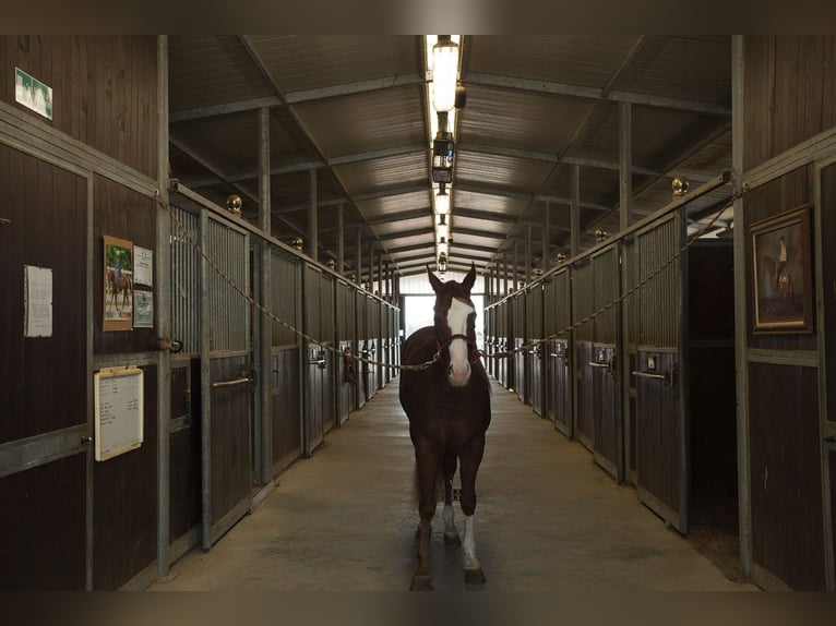 Looking for a Stable Manager and Western Trainer – Montaione (FI)